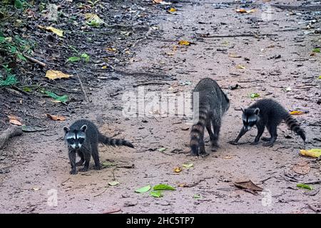 Raccoons on the trail, Cahuita National Park, Costa Rica Stock Photo