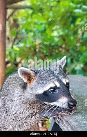 Raccoon on the trail, Cahuita National Park, Costa Rica Stock Photo