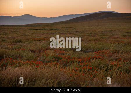 Sunset view of poppies blooming in Lancaster, California, USA. Stock Photo