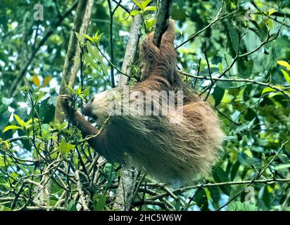 Hoffman’s two-toed sloth (Choloepus hoffmanni), Cahuita National Park, Costa Rica