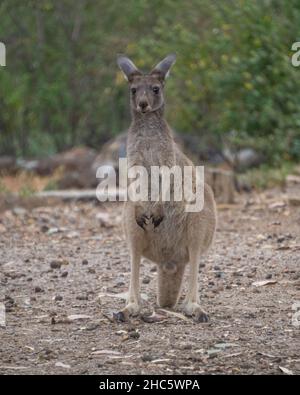 Young Western Grey Kangaroo Stock Photo