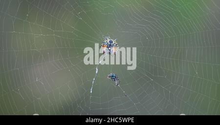 Close Up of the Christmas Spider in Western Australia Stock Photo