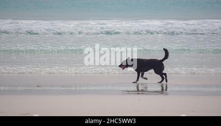 Dog Playing Catch on Wharton Beach Esperance Western Australia Stock Photo