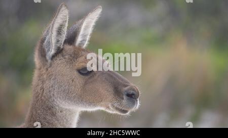 Close Up of a Kangaroo on Lucky Bay Beach Esperence Stock Photo