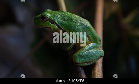 Green tree frog with grey lines on him sitting on plant branch in vineyard Stock Photo