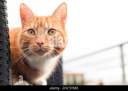 Orange Cat Attentively Staring At One Point On The Black Chair In The Balcony Stock Photo Alamy