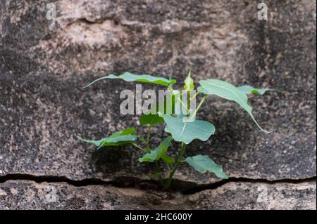 Ficus religiosa or sacred fig tree, growing on old wall. Also known as the bodhi tree, pippala tree, peepul tree, peepal tree, pipal tree, or ashvatth Stock Photo