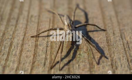 Closeup shot go a Tibellus oblongus spider on piece of wooden board Stock Photo