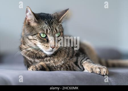 Close-up shot of a beautiful green eyed domestic short hair cat laying on a grey couch