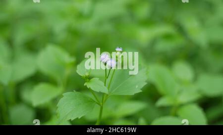 Selective focus shot of ageratum conyzoides (billygoat eed) with green leaves Stock Photo