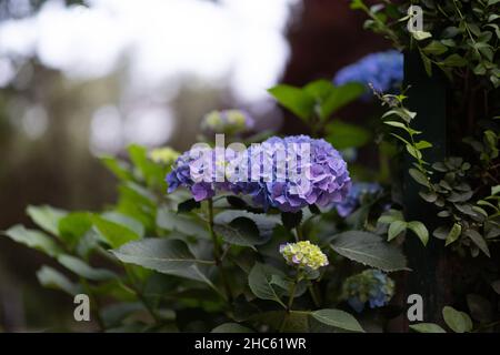 A selective focus shot of growing purple hydrangeas Stock Photo