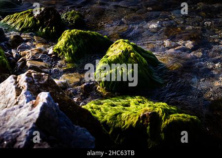 Closeup of seaside rocks covered with green algae Stock Photo