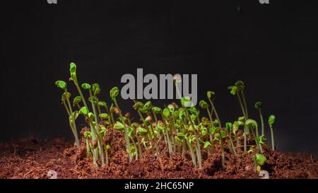 Photo of radish daikon seed germination in dark Stock Photo