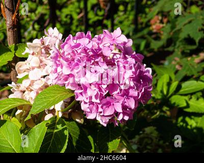 Closeup of light pink and purple hydrangea flowers blooming in the garden Stock Photo
