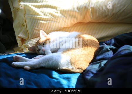 ginger cat lying on the bed Stock Photo