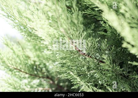 Branches of a thuja tree Stock Photo