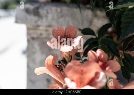 Closeup of delicate campsis grandiflora flowers growing on the shrub Stock Photo
