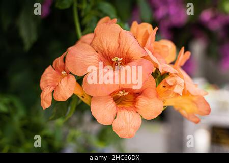 Bunch of campsis grandiflora flowers in the blurred natural background Stock Photo