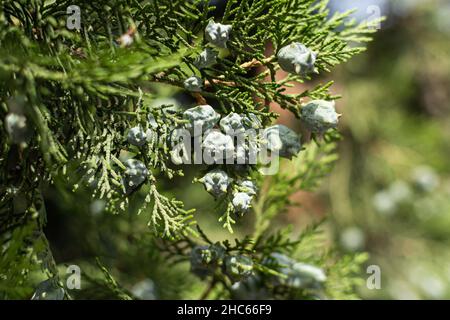 Branches of a Chinese thuja tree Stock Photo