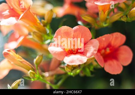 Bright flowers of Chinese trumpet vine growing outdoors Stock Photo