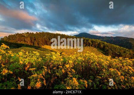 beautiful scenery of yellow flowers Thung Bua Tong, Mae Hong Son, Thailand Stock Photo