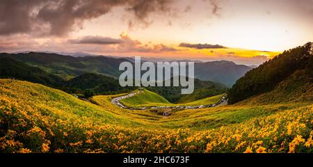 panorama veiw beautiful scenery of yellow flowers Thung Bua Tong, Mae Hong Son, Thailand Stock Photo