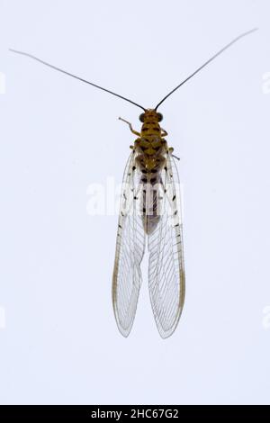 Neuroptera are an order of endopterygotic insects. Stock Photo
