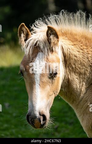 Vertical shot of a beautiful lovely young Haflinger horse in the green field on a sunny day Stock Photo