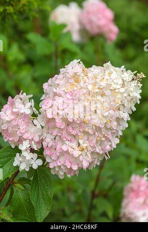 Inflorescence of pink hydrangea paniculate on a rainy day in early autumn Stock Photo