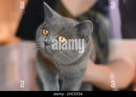 Selective focus shot of a gray cat with an angry cat face with a