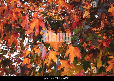 Closeup shot of golden and red autumn leaves of a maple tree Stock Photo