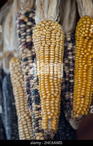 Vertical shot of delicious colorful corn hanging in a market Stock Photo