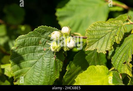 Young hazelnut grow on tree. Green hazelnut on organic nut farm. Hazelnuts or cobnuts with leaves in garden. Filbert plant grow & harvest concept Stock Photo
