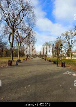 Vertical shot of a long highway surrounded by tall trees Stock Photo ...