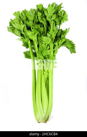 Freshly harvested celery stalk on a white background Stock Photo