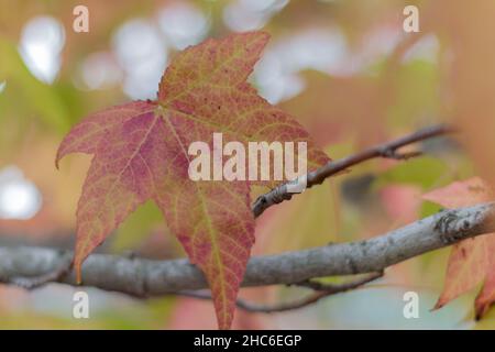 Close-up shot of the yellow autumn leaf Stock Photo