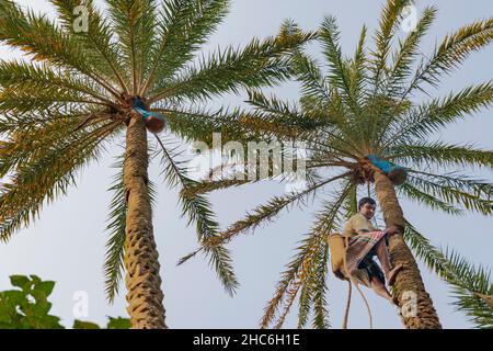 Process Of Making KHEJUR GUR Stock Photo