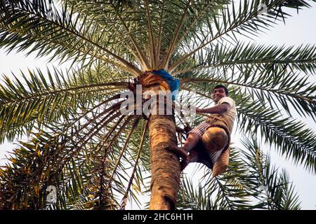 Process Of Making KHEJUR GUR Stock Photo