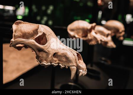 Various types of monkey skulls close-up. Museum exhibits of animals. Evolution concept. Stock Photo