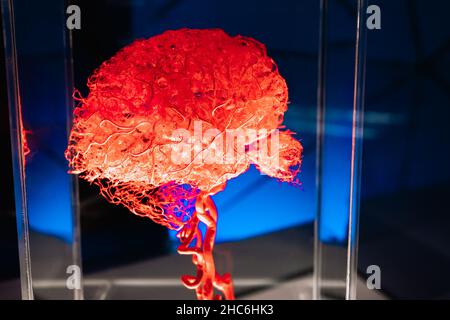Human brain under red neon colorful light. Anatomical model, intelligence concept. Blue background. Exhibition at museum Stock Photo