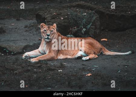 View of an Asiatic lion laying on a dark dirt ground looking at camera Stock Photo