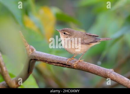 The dusky warbler is a leaf warbler which breeds in the east Palearctic. Stock Photo