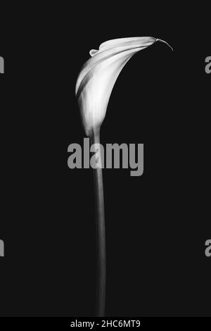 Vertical black and white photo of a Calla aethiopica on a black background Stock Photo