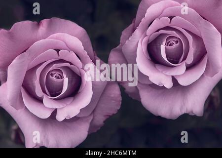 Top view black and white shot of two roses on black background Stock Photo