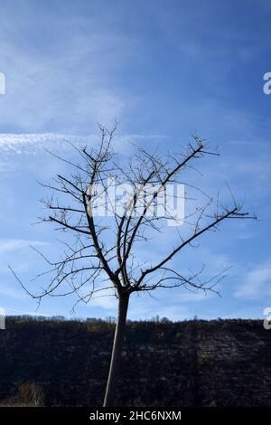 Lonely tree without leaves against blue sky with clouds and rocky mountain. Autumn landscape. Copy space. Stock Photo