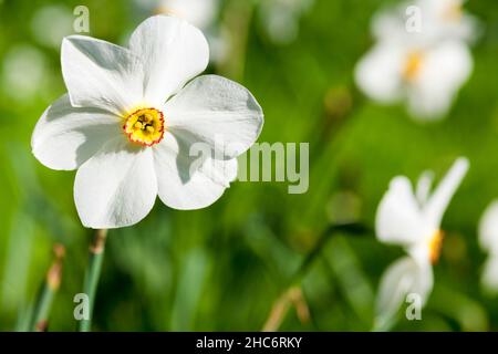 White narcissus flowers (also called daffodil, daffadowndilly) with yellow heart in a green meadow, Germany Stock Photo