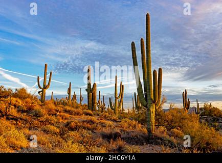 Cactus Saguaro Cubiertos Nieve Norte Scottsdale Arizona: fotografía de  stock © DCA88 #282400132