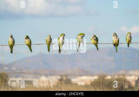 Monk Parakeet (Myiopsitta monachus) perched on a fence, Spain. Stock Photo