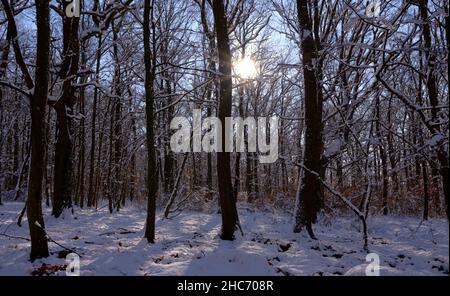 Scenic view of a winter landscape in forest Stock Photo