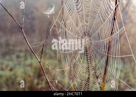 Close-up shot of a spider web on a blurred background in the forest Stock Photo